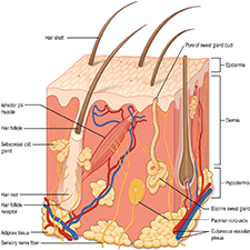Anatomy of the Skin